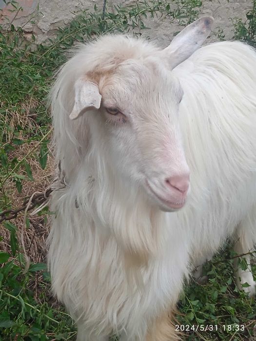 Продам коз и козлят