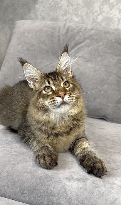 Шикарний хлопчина мейн-кун чорний теплий тиккінг