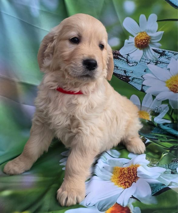 Golden Retriever menino