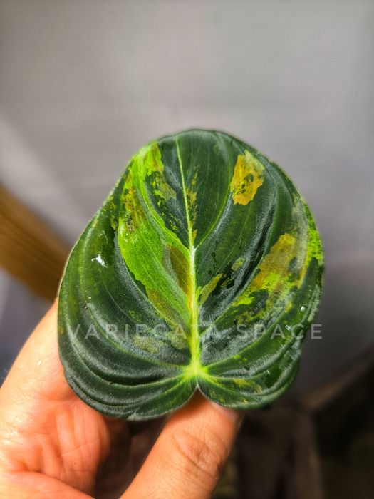 Philodendron Melanochrysum variegata filodendron melanochryzum liść