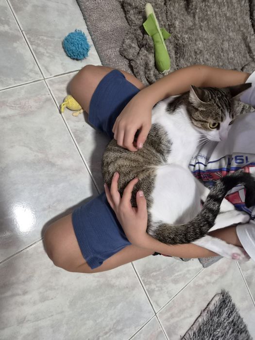 Gatinha esterilizada para adoção