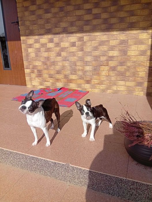 Boston Terrier piesek