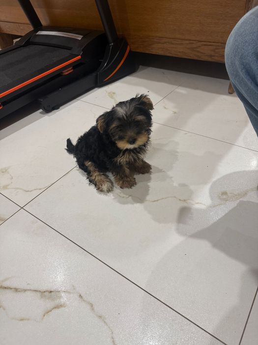 Yorkshire terrier szczeniak