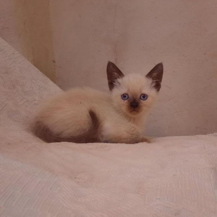 Кошенята в люблячу сім'ю
