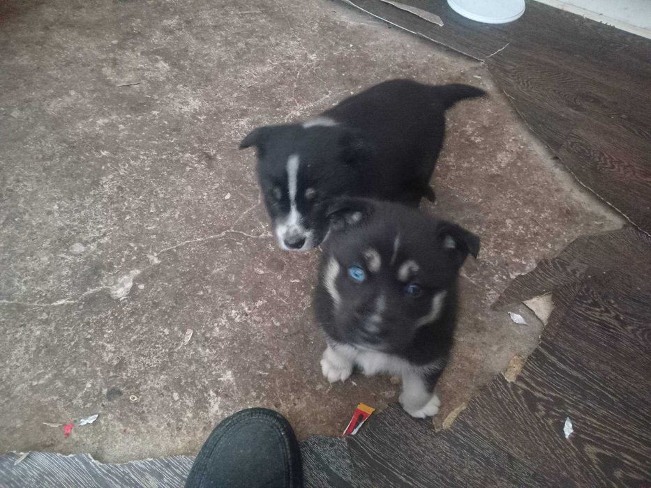 Отдам  бесплатно щеноков полу-хаски