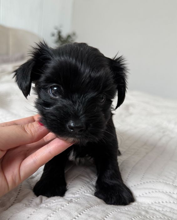Czarna suczka Yorkshire Terrier