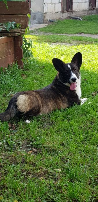 Welsh Corgi Cardigan FCI