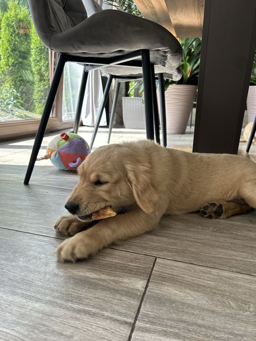 Golden Retriever -Sunia