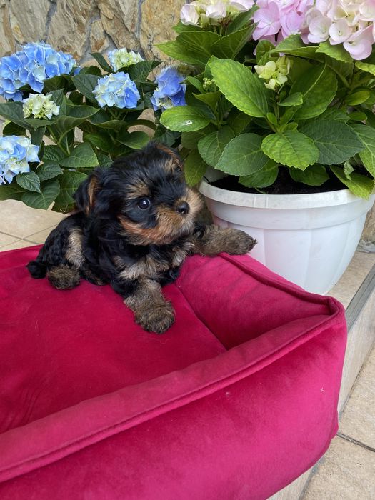 Міні йорчики чіповані