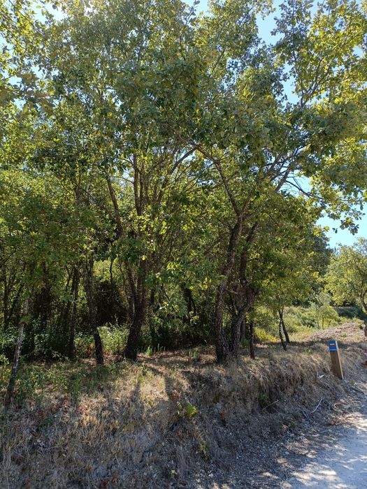 Terreno agrícola com 7040m2