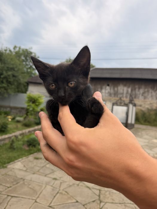 Кошенята в добрі руки