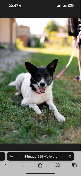 Прилаштовуєтьчя собака