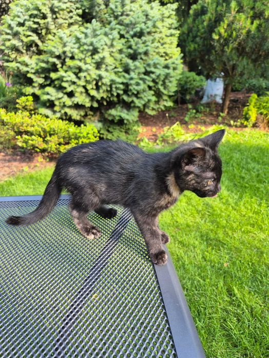 Oddam koty w troskliwe ręce