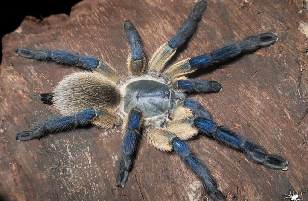 Monocentropus balfouri ptasznik l4 - l7