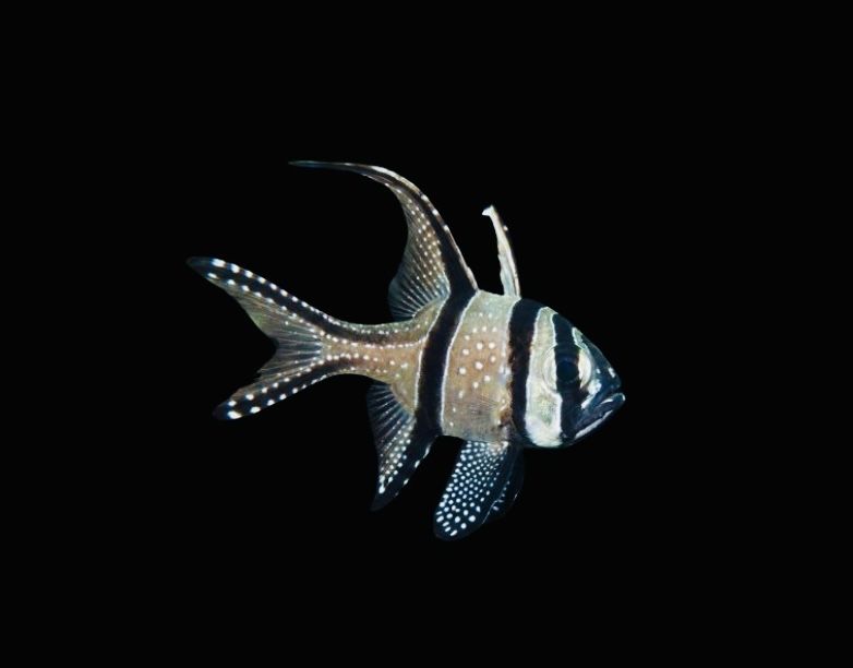 Pterapogon Kauderni - Akwarystyka Morska {Dostepne}