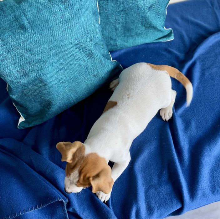 Хлопчик Джек Рассел КСУ /l134