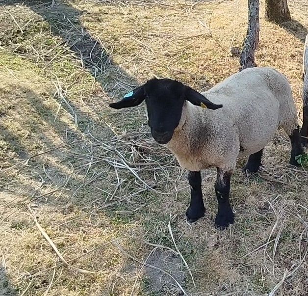 Ovelha suffolk certificada