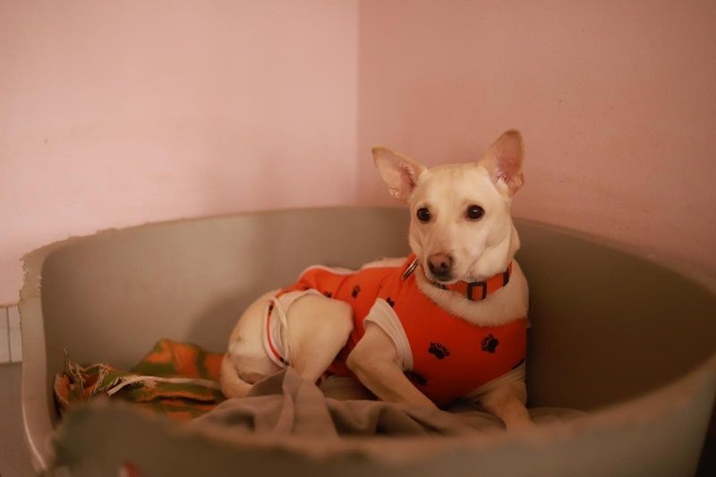 Kiara czeka na uśmiech od losu - chętnie przypilnuje podwórka