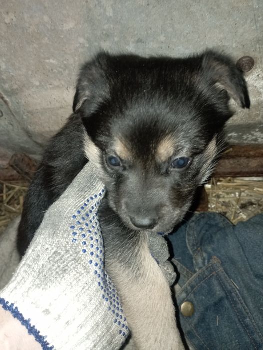 Щенок немецкой авчарки