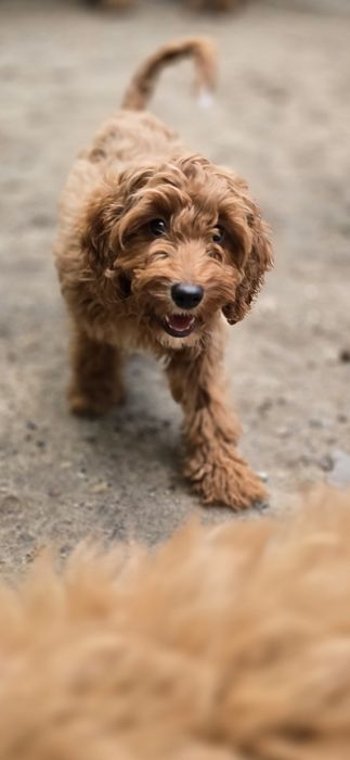 Cockapoo/ dziewczynka