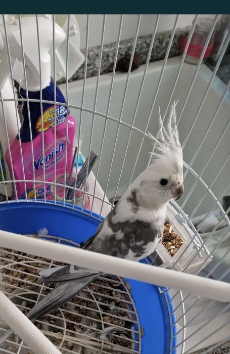 Vendo  caturra macho