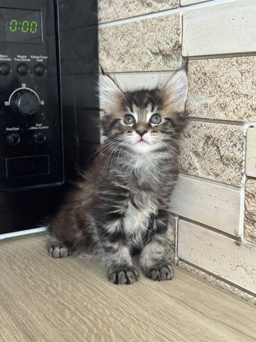 Продам( Торг ) котенка мейн-кун( девочка, черепаха) гентесты