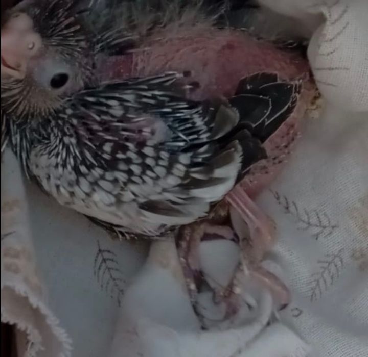 Caturras  criadas  à mão