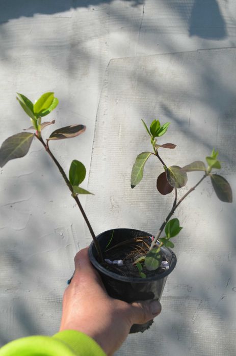 Бересклет, Калина. Бірючина, Барбарис,  Верба матсудана