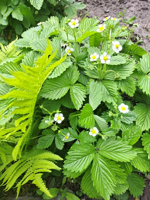 Квіти, багаторічники, 8 різних на 160грн!