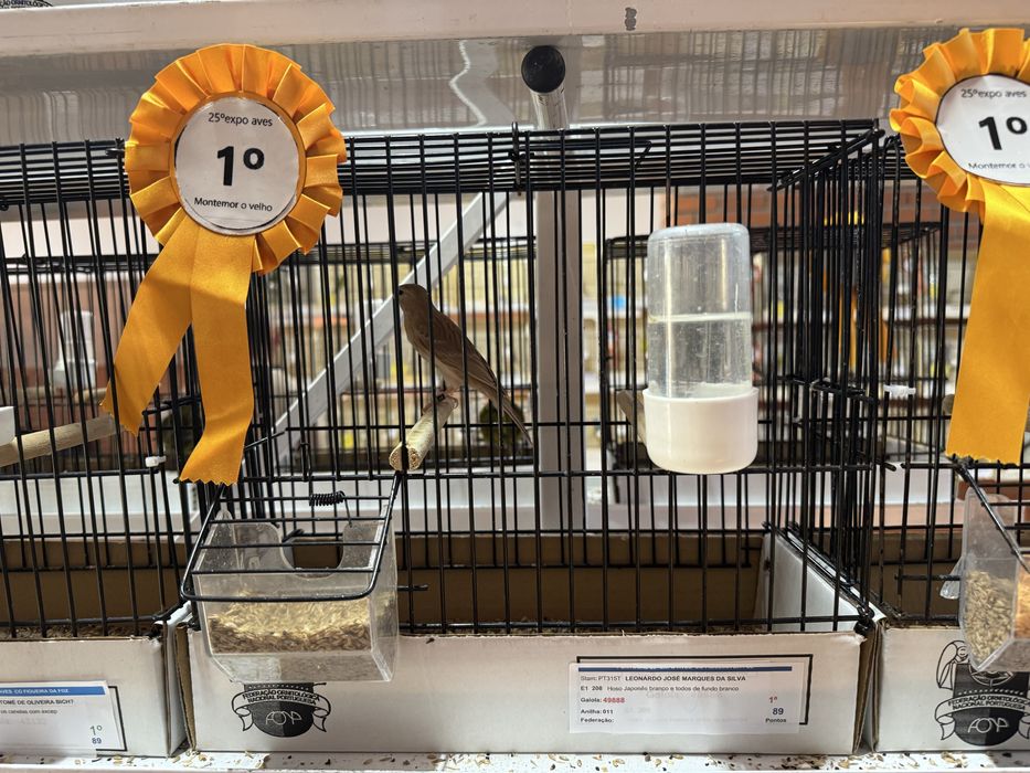 Canários de várias raças