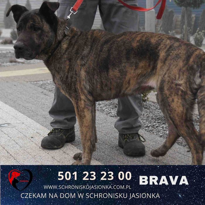 Brava do adopcji – Schronisko Jasionka