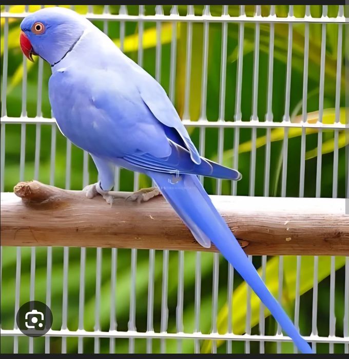 Ring necks  para cedencia