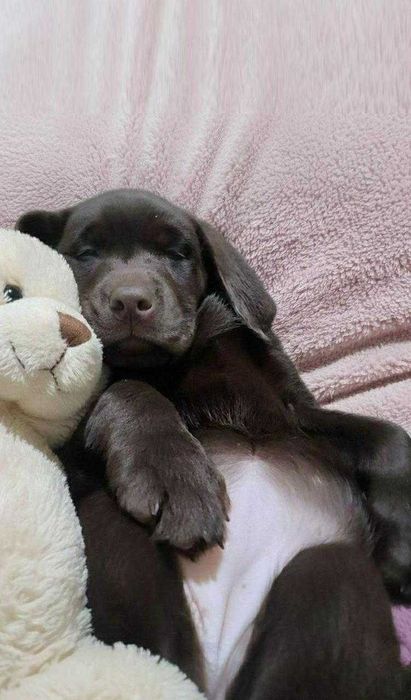 Шоколадки з документами КСУ-FCI