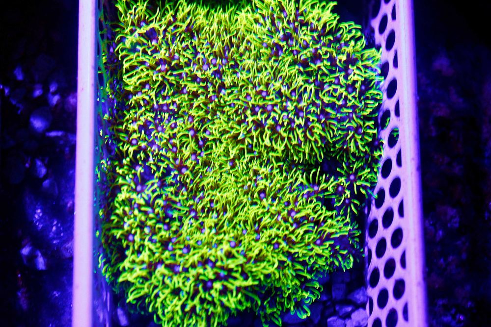 Briareum Ultra Fluo Yellow Odmiana Zółta 4x4cm Szczepka