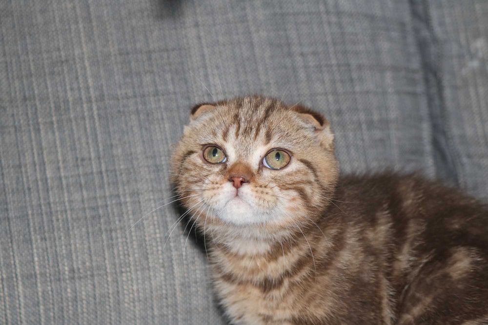 gatinho scottish fold golden brown