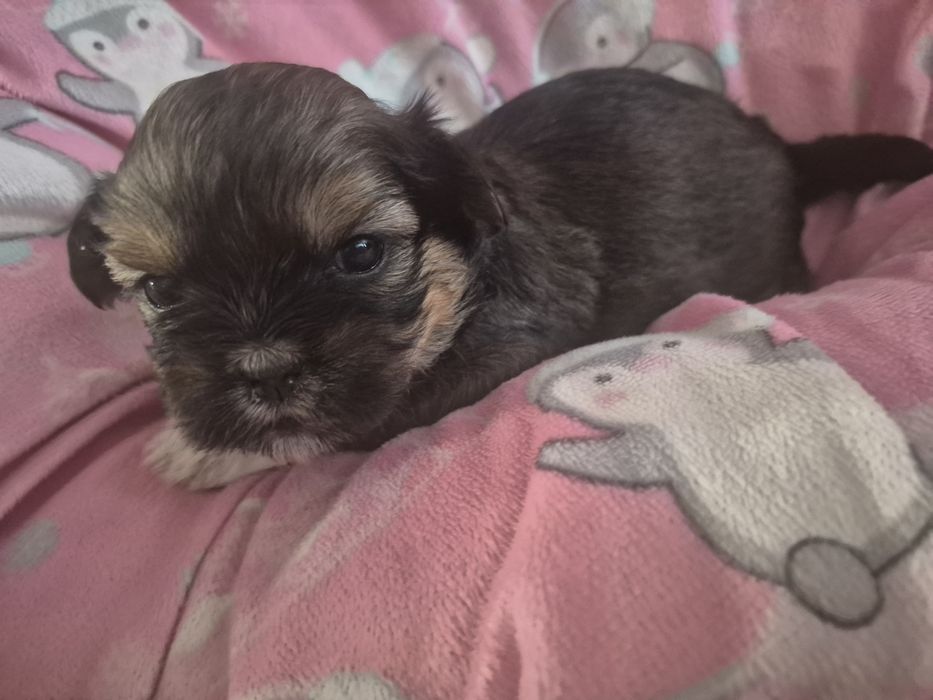 Shih Tzu  AIRA – wyjątkowa dziewczynka szuka kochającego domu