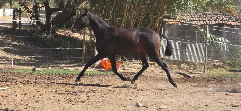 Poldra Lusitana com 3 anos