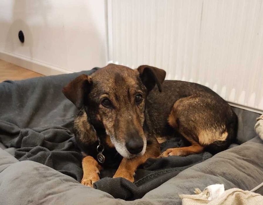 Bolek mały jamnikowaty pies z domu tymczasowego