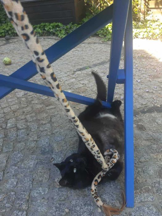 Moschino czeka na domek