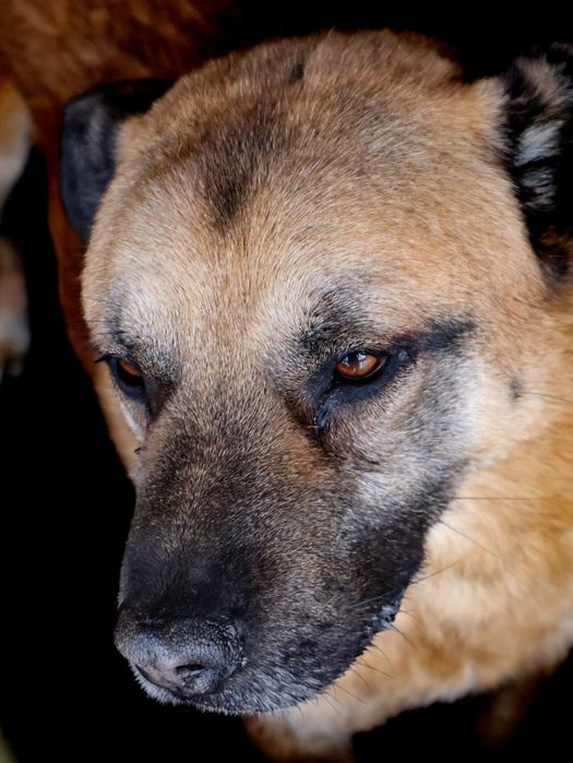 Orson 261/12 - SZUKA DOMU!