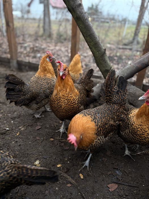 Brakla Złota - jaja lęgowe