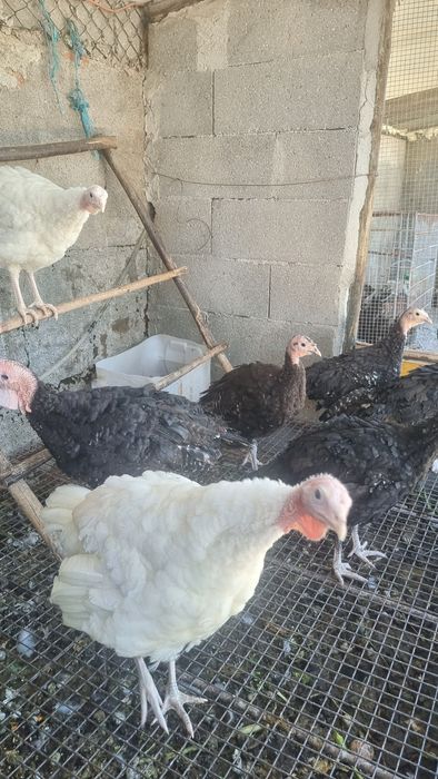 Perús Selvagens de várias cores