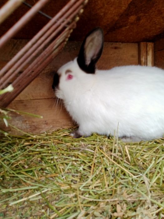 Кролики каліфорнійські(самиці, самці,пари, кроленята))