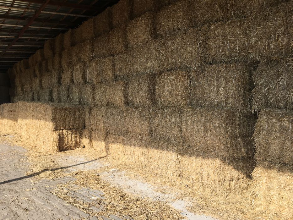 Słoma pszeniczna, żytnia, owsiana, siano, pasza, kulki, bele, kostka
