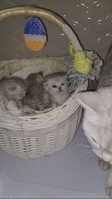 Котята Британські елітний окрас срібна шиншила в нас преміум класу
