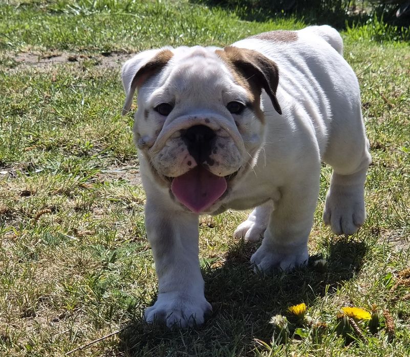 Buldog angielski sliczna sunia Luna