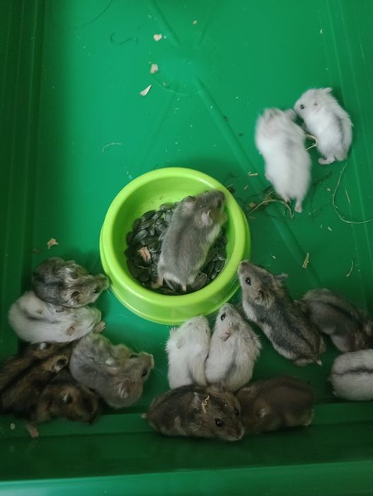 Продам хом'ячат джунгариків