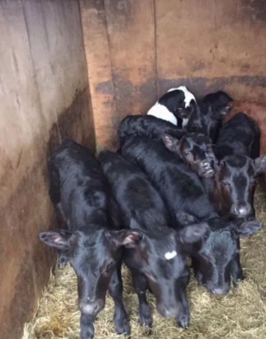 Без Предоплат ! Телята бычки выпоенные 40 70 кг