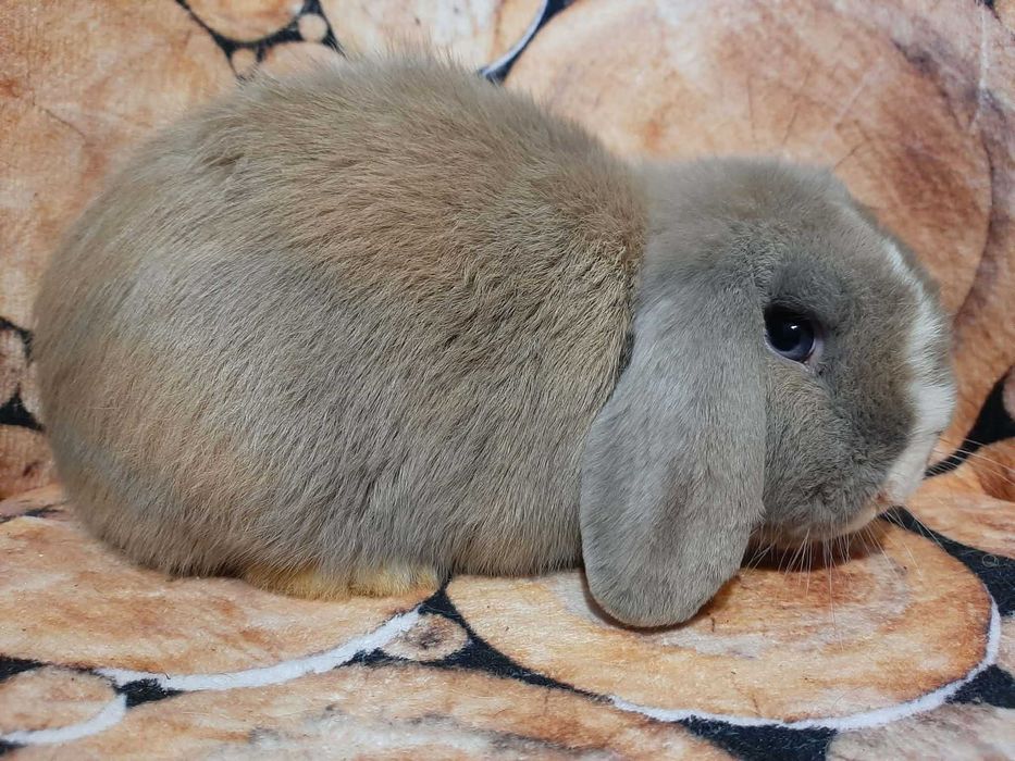 Mini Lop Królik karłowaty z hodowli rodowód Kraków