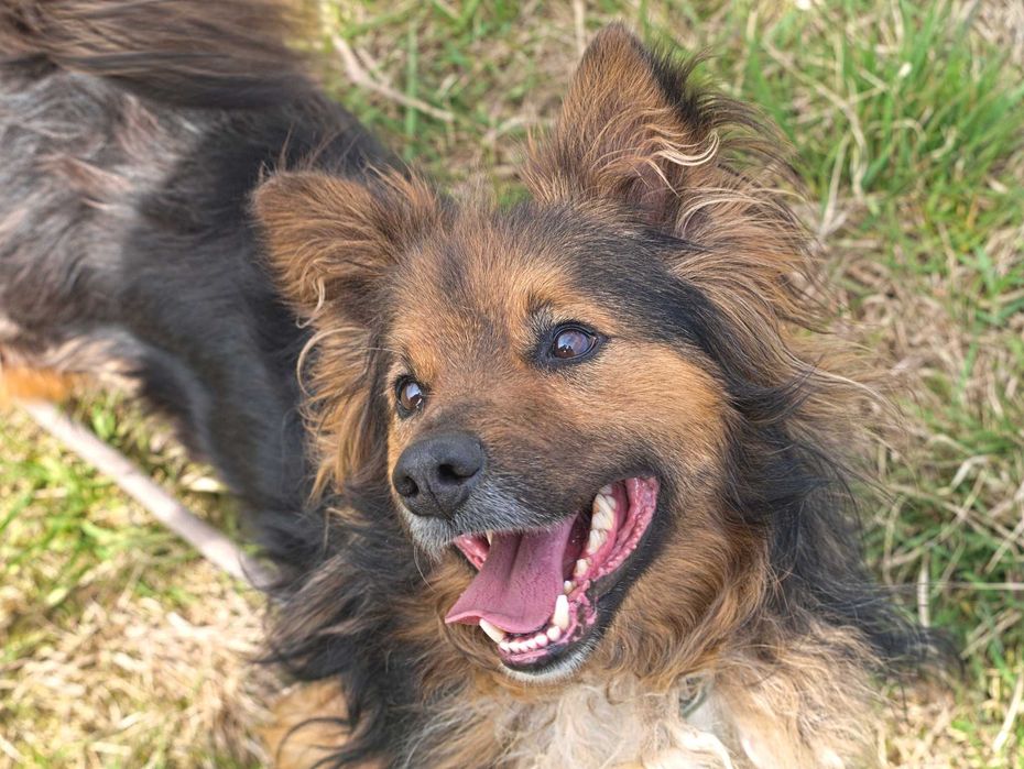 Pinky szuka domu ADOPCJA